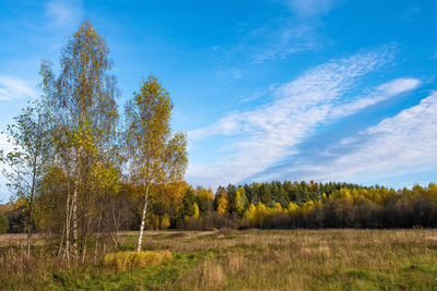 Trees on field against sky