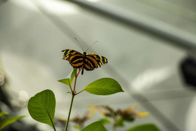 Butterfly on flower