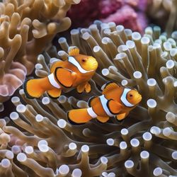 Close-up of fish swimming in aquarium