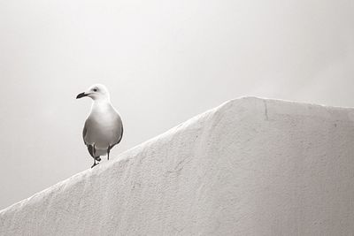 Seagull perching on wall