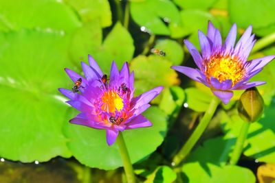 Close-up of purple water lily