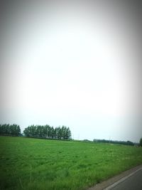 Trees on grassy field