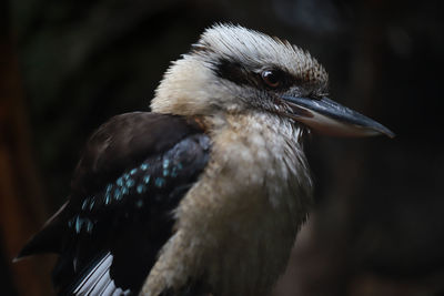 Close-up of bird outdoors