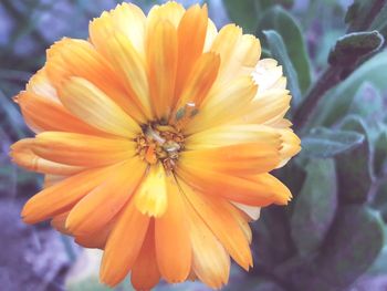 Close-up of yellow flower