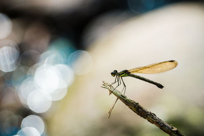 Close-up of dragonfly on twig