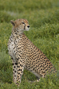 Cheetah on field