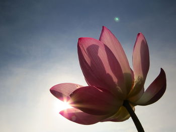 Low angle view of pink flower against sky