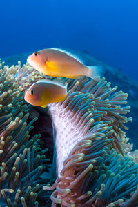 Anemone fish swimming in sea