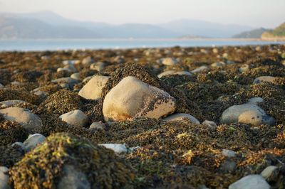 Close-up of stones on beach