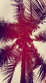 Low angle view of palm trees against clear sky