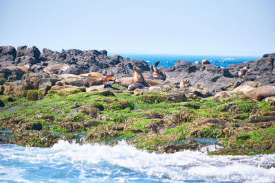 Scenic view of rocks and sea against sky