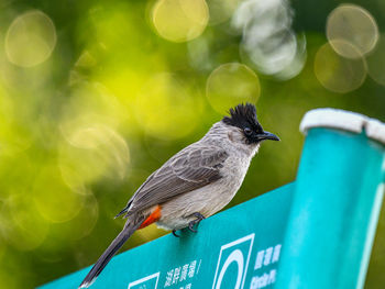 Close-up of bird perching on branch