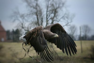 Close-up of eagle flying in mid-air