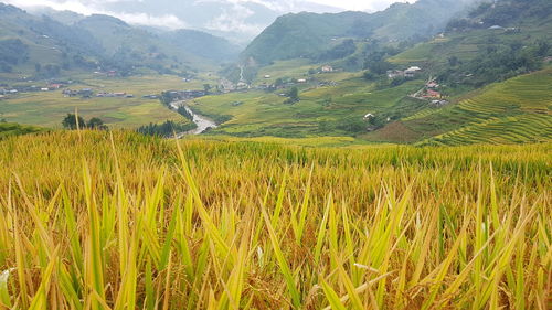 Scenic view of agricultural field