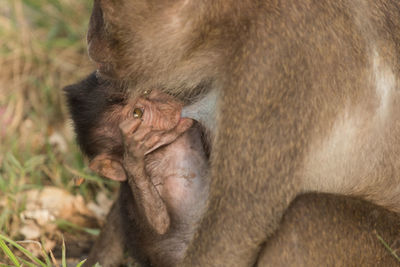 Close-up of long-tailed macaque feeding infant at zoo