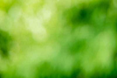 Defocused image of tree