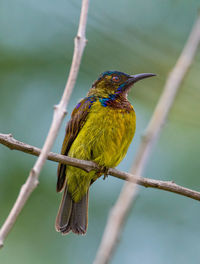 Close-up of bird perching on branch