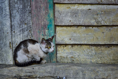 Cat sitting on wood