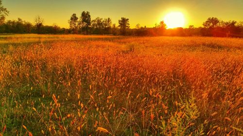 Sunset over field