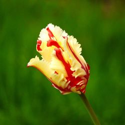 Close-up of red rose flower