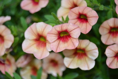 Close-up of flowers blooming outdoors