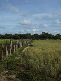 Scenic view of agricultural field against sky