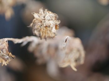 Close-up of flowers