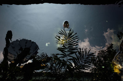 High angle view of plants in lake