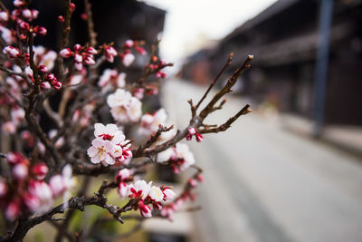 Close-up of pink cherry blossom at takayama village