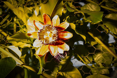 Close-up of yellow flowering plant