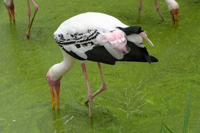 High angle view of birds in lake