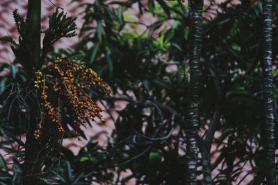 Close-up of flowering plant