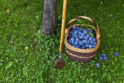 High angle view of fruits in basket