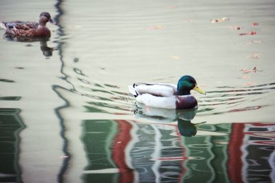 Birds in water