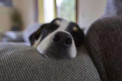 Close-up of dog lying on bed