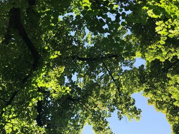 Low angle view of trees against sky