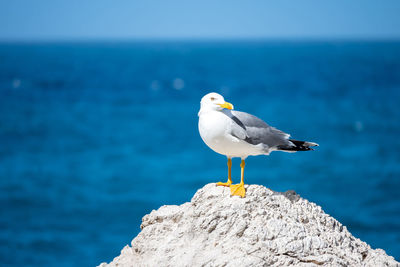 Seagull perching on rock