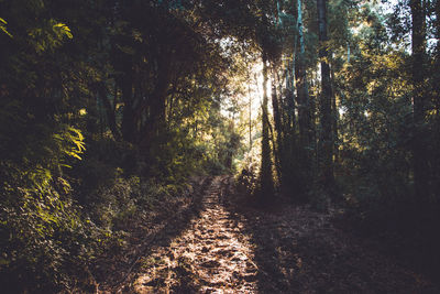 View of trees in forest