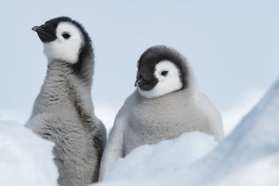 Close-up of birds against sky during winter