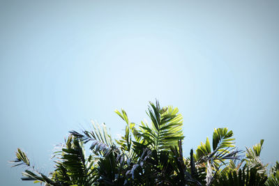 Low angle view of palm trees against clear blue sky