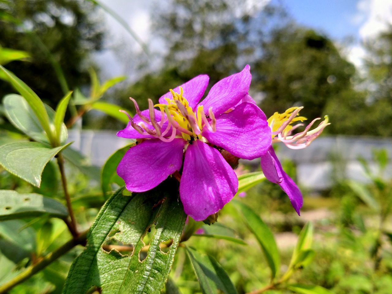 CLOSE-UP OF PINK FLOWER