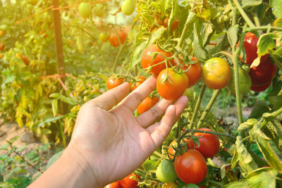 Close-up of hand holding tomatoes