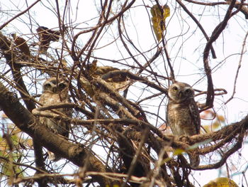 Low angle view of a bird on branch