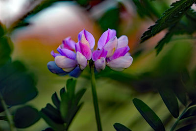 Close-up of purple flowering plant