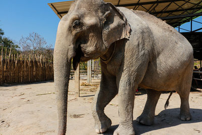 Elephant standing at zoo