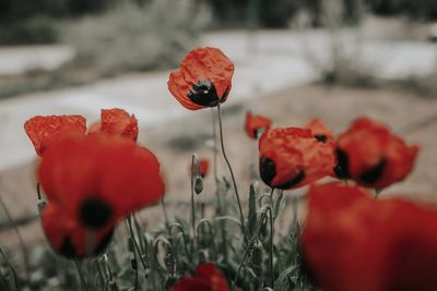 Close-up of red poppy flowers