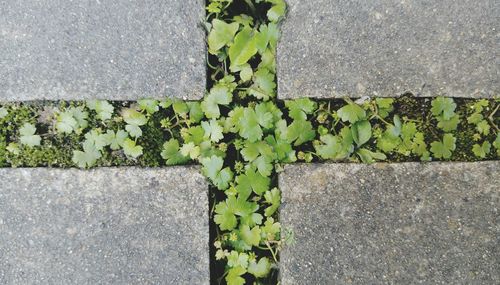 Close-up of leaves on road
