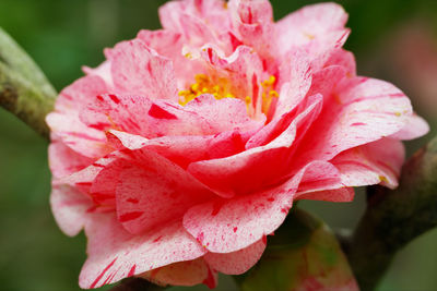 Close-up of pink rose