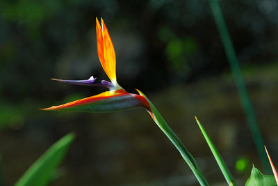 Close-up of orange flower