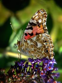 Close-up of butterfly on flower